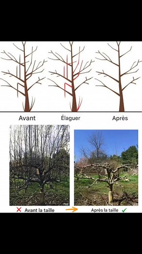 🍎 Taille Fruitière : Clés du Succès 🍐 ✂️ Privilégiez les coupes stratégiques. 🌿 Favorisez les branches horizontales pour plus de fruits. 📏 Attacher peut limiter l’élagage. 🔆 Lumière et aération = santé et récolte abondante ! 🌱 Des arbres vigoureux et productifs vous attendent ! 🍏✨ | Astuces pour un Éco-Jardin