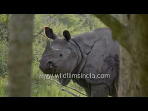 Beautiful Kaziranga Safari Showing Elephants and Grazing Rhinos