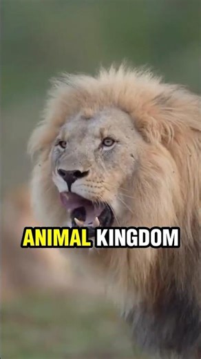 How Different Big Cats ROAR! 🦁