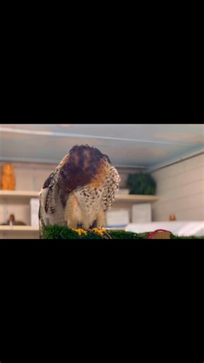 Preening is a behavior essential to the health of birds as well as for keeping their feathers in good condition. Enjoy a short video of Wildbird Recovery’s Red-tailed Hawk ambassador preening himself. 😊 | Wildbird Recovery