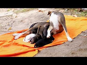 Mother Dog Nursing Newborn Puppies 🐶❤️ Adorable Puppy Feeding Moments