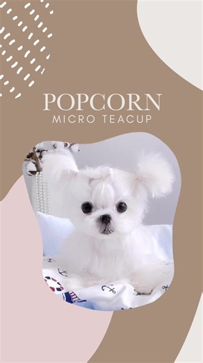 Meet the cutest micro Maltese “Popcorn” 🐶 He’s a rare teacup only at 1.7 lbs fully grown. Dollface and silky hair he’s the perfect puppy to bring home. Vet checked, caccinated, trained with a health guarantee. #teacupmaltese #teacupmaltesepuppies #teacupmalteseforsale #microteacupmaltese #tinymaltesepuppy #maltesepuppiesforsale #preciousmaltese #tinycutiesnyc #microteacuppuppy #teacupmaltesebreeder #teacupmaltesepuppiesforsale #nycmaltese #nycpetshop #malteseofinstagram #malteselovers #maltese 