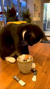 36K views · 2.1K reactions | Look who was waiting on tables when we stopped for a coffee! | Happy Cats | Facebook