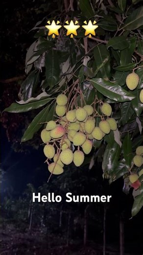 Litchi - The sweetest fruit of summer ❤️ #litchi #fruit #love #shorts