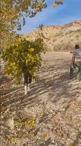 Village Life: Loading hay bags & goats grazing | Rural life in the village 🐐🌾 | Daily farm work