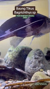 Sapa pernah jumpa ikan ini?? Inilah dia Ikan baung tikus atau nama saintifiknya Bagrichthys sp. Ia adalah species ikan air tawar asli Malaysia, dan merupakan species yang sangat pemalu dan lazimnya ia lebih aktif di waktu malam Ia juga dikenali sebagai Black Lanser Catfish dlm dunia ikan hiasan #fy #fypシ゚viral #baungtikus #tikus #baung #catfish #Bagrichthys #sungaimuar #sungai #ikansungai #saveourspecies #belajar #ilmu #kajian #research #pancing #ambai #nelayan #ilmusungai #konservasi | Mohd Ilh