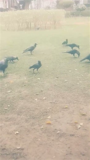 Crows Feedings | NATURAL HABITAT #birds #crow #birdsounds .