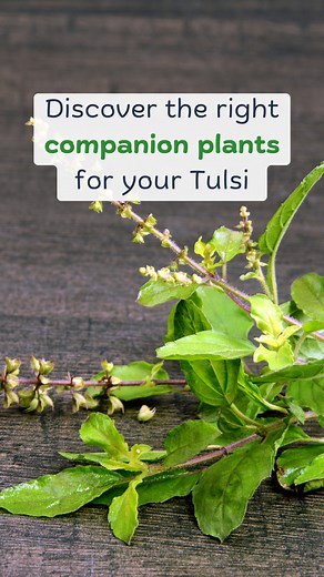 Companion planting with tulsi (holy basil) can enhance the health and productivity of your garden. Here are some effective companion planting options for tulsi: 1.Marigolds: Why: Marigolds produce a scent that repels many garden pests, including nematodes and aphids. Benefit: They act as natural pest deterrents and add vibrant color to your garden. 2. Basil (Other Varieties): Why: Tulsi and other types of basil (like sweet basil or Genovese basil) share similar growing conditions and can benefit