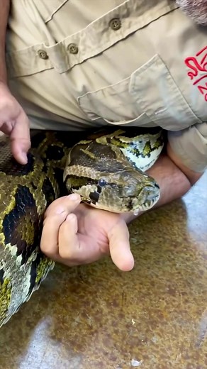 Gentle Care for Anacondas: Removing Stuck Eye Caps