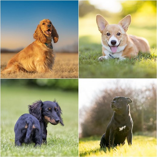 How posh is your dog? 10 'poshest' dog breeds revealed in new research