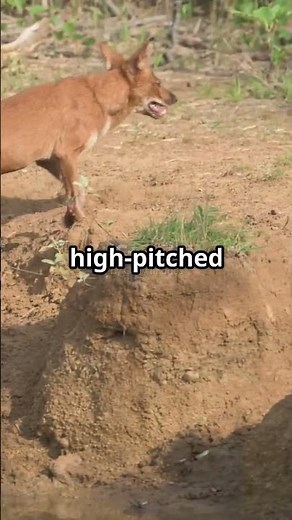 Discovering Animals That Start with 'D'! #awesomeanimals