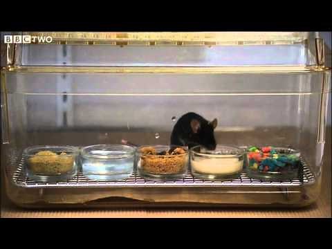 Where Supersizing Began - The Men Who Made Us Fat - Episode 2 - BBC