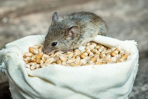 What Do Mice Eat? (10 Tips to Get Rid Of Them)
