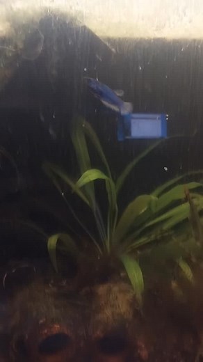 Does a Betta need a 50 gallon planted Walstad ecosystem aquarium? Circe thinks so. | Brynna Campbell