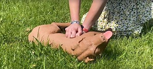 Video: How to give a dog CPR if it stops breathing