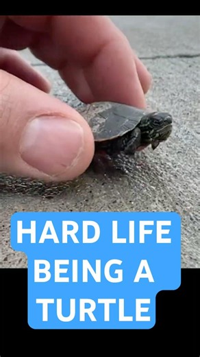 It's a Hard Life to Be a Turtle 🐢