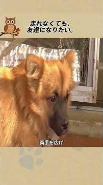 走れなくても、友達になりたい #ペットストーリー #動物の話#感動ストーリー