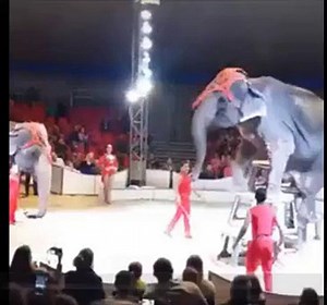 Shocking moment elephant falls after being cruelly forced to perform circus tricks