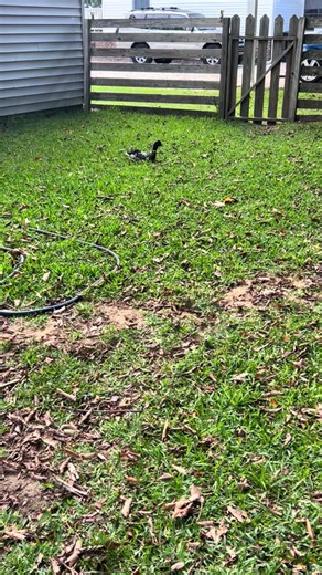 Training a Boykin Spaniel with Live Birds
