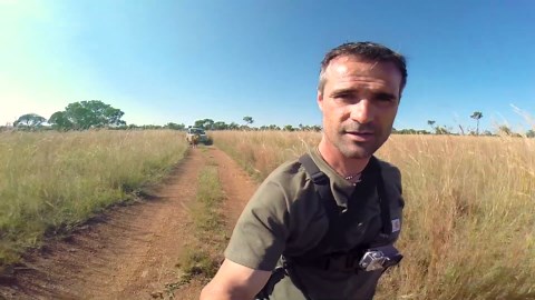 A male lion’s peaceful walk turns unexpected