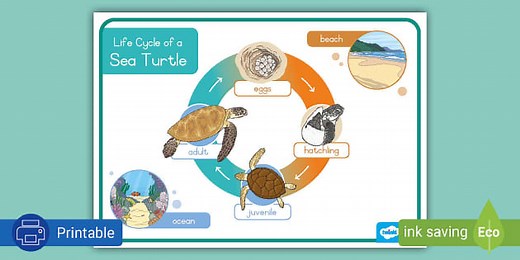 Grade 3 Life Skills Term 2 Life Cycle of a Sea Turtle Poster (CAPS Aligned)