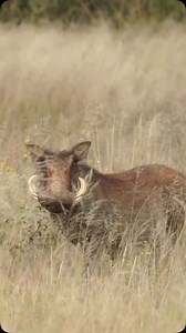 This is an incredible shot taken with a bow on this warthog 💪💥 Well done man! DM for credits or removal @killshot.hunting | KillShot Hunting