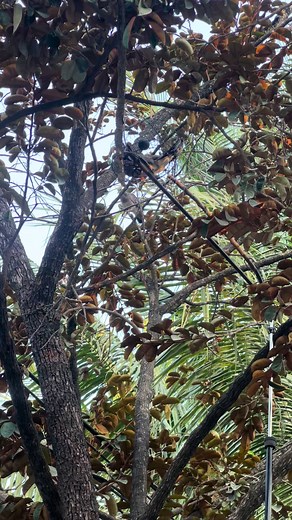 Haha #លលកធ្នាកខ្មែរ #terkukurpikat #chimcugaymalaysia #លលកម៉ាទ្បេ #លលកធ្នាក់ខ្មែរdovecambodia #ស្ទូចត្រី #មាន់ជល់