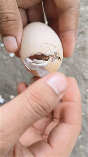 Amazing chick hatching 🐣🐣🐣#shortvideo #shorts