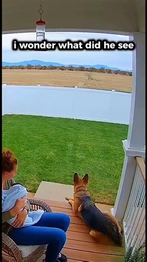 What did this dog see