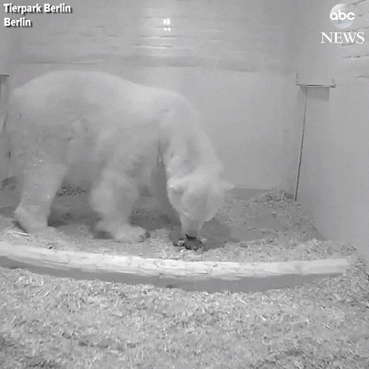 2M views · 48K reactions | SPECIAL DELIVERY: Baby polar bear is born...