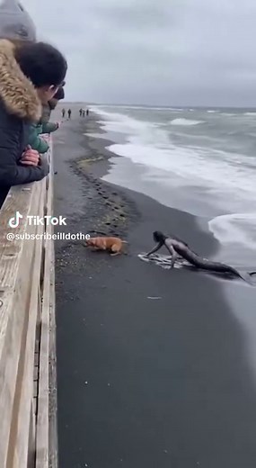 Mermaid Encounter at the Shore: A Bizarre Moment