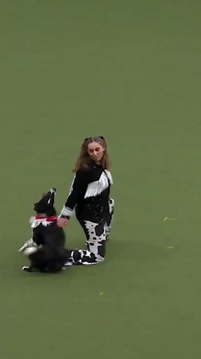 479K views · 12K reactions | Yeehaw! 鸞 We're HALF WAY THROUGH the week!! Heelwork to Music Freestyle International Competitors Tempo & Macy came all the way from the USA to bless us with this performance at Crufts 2025  Watch more on our youtube channel: youtube.com/crufts | Crufts | Facebook
