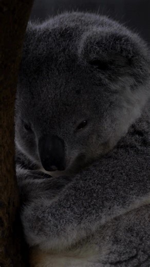 SAVE KOALAS Every koala we protect, every tree we plant, and every habitat we restore is only possible because of you 💚 To our supporters, donors, volunteers, visitors, researchers and community partners — thank you for standing with us and for your ongoing dedication to koala conservation. Your support helps us rescue and rehabilitate koalas, protect critical habitat, plant food trees, support research, educate communities, and advocate for stronger protections for Australia’s most iconic spec