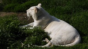3 of 4 video series. Ginger knows that separation is what is needed for Charlotte to become her own tigress and so she stays the course of this lesson. Charlotte is persistent but soon realizes that just chilling near mom is okay too. | Shalom Wildlife Sanctuary