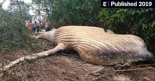 Humpback Whale Washes Ashore in Amazon River, Baffling Scientists in Brazil (Published 2019)