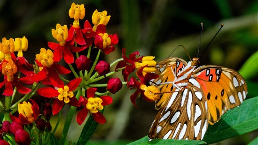 How to Plant and Grow Butterfly Weed