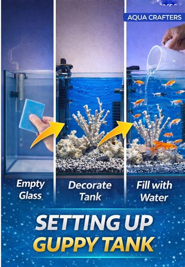 Transforming an Empty Tank into a Stunning Aquarium