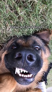 2.2M views · 154K reactions | My German Shepherd is a horrible guard dog | Strider The German Shepherd | Facebook