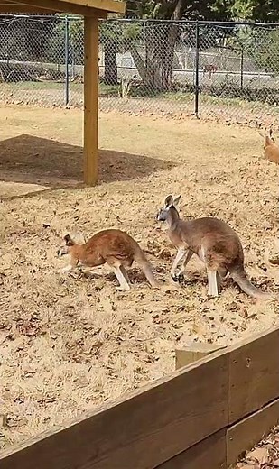 Kangaroo Mating Rituals #kangaroo #zoo #naturelovers #subscribe #mammals