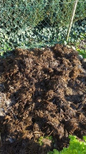 Mist - optimaler Dünger für euer Gemüse