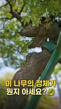 I Found a Tree in a Seoul Apartment Complex… It Turned Out to Be a Dragon 🐉