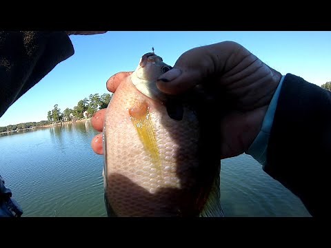 Crappie & Bream, Lake Murray, South Carolina