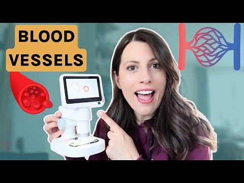 Blood Vessels | Structure & Function | Under the microscope | Artery & Veins
