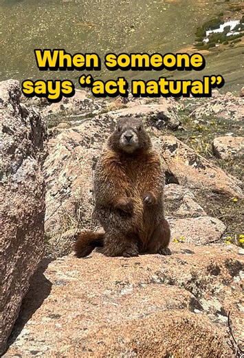 He understood the assignment. 😂📸 This little yellow-bellied marmot was READY for his close-up in Rocky Mountain National Park. #RockyMountainNationalPark #RMNP #Marmot #Wildlife #NationalParks