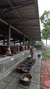 5.4K views · 68 reactions | makan sore #monggomulyofarm #peternakan #sapi #farm | Monggo Mulyo Farm | Facebook
