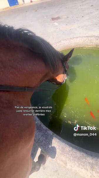 Mastering Equitation: Tips and Techniques for Riders