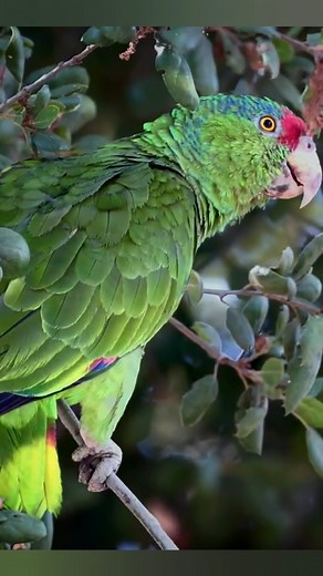 Acorn woodpeckerBirds Red-crowned amazon #Birds | Review Birds News
