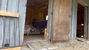 44K views · 2.6K reactions | Paulie Walnuts loves healthy snacks , he can’t always find them but when he does he loves them . Peace, Love & Pigs | Arthur's Acres Animal Sanctuary | Facebook