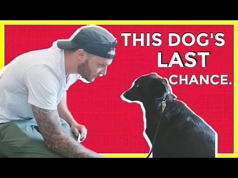 Dog Reactivity Training purely positive vs balanced Training