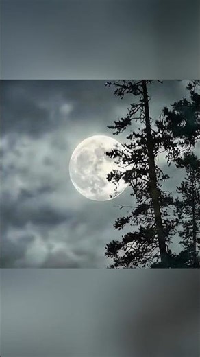 A Forest of Fear… and Moments You’ll Never Forget